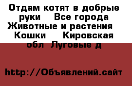 Отдам котят в добрые руки. - Все города Животные и растения » Кошки   . Кировская обл.,Луговые д.